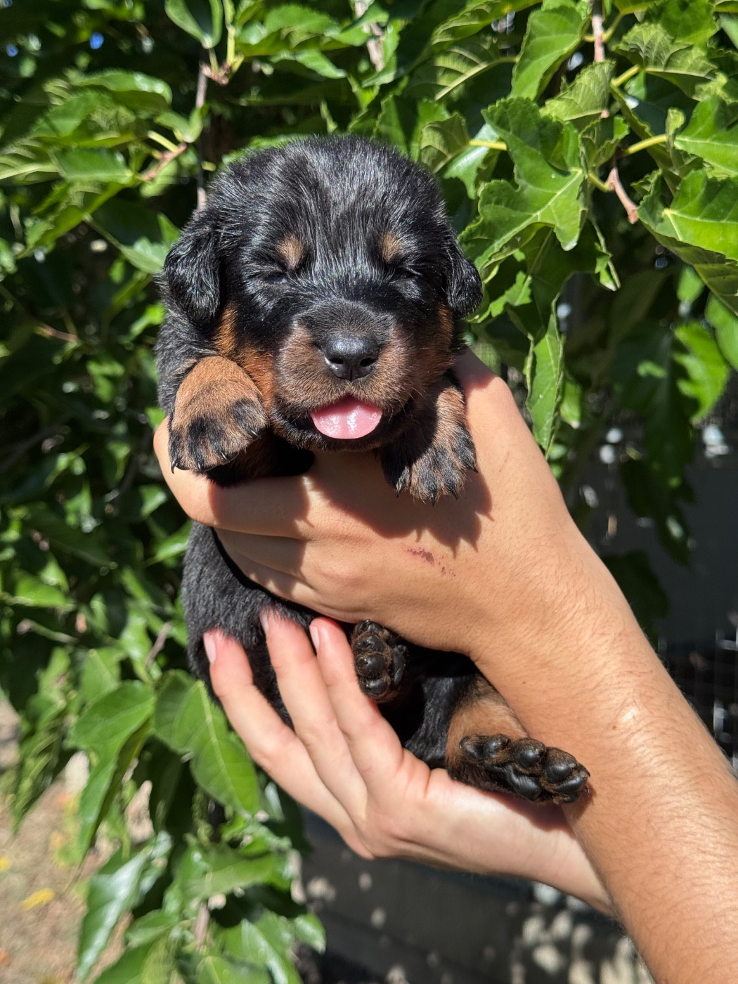 du berceau de bfamily - Chiots disponibles - Berger de Beauce