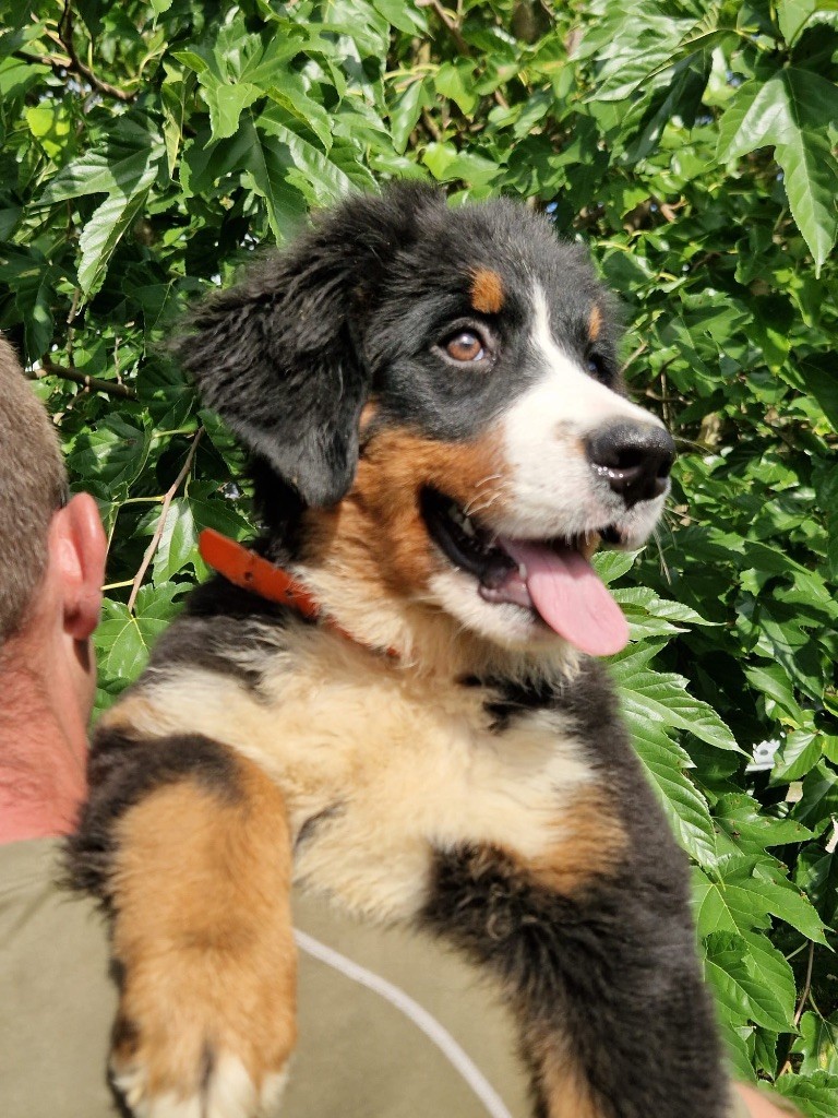 du berceau de bfamily - Chiots disponibles - Bouvier Bernois
