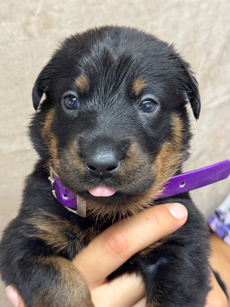 du berceau de bfamily - Chiots disponibles - Berger de Beauce