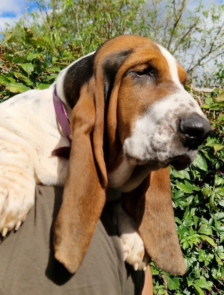 du berceau de bfamily - Chiots disponibles - Basset Hound
