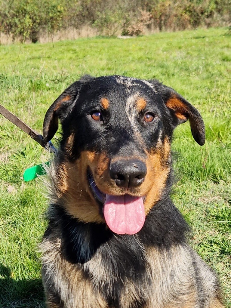 du berceau de bfamily - Chiots disponibles - Berger de Beauce