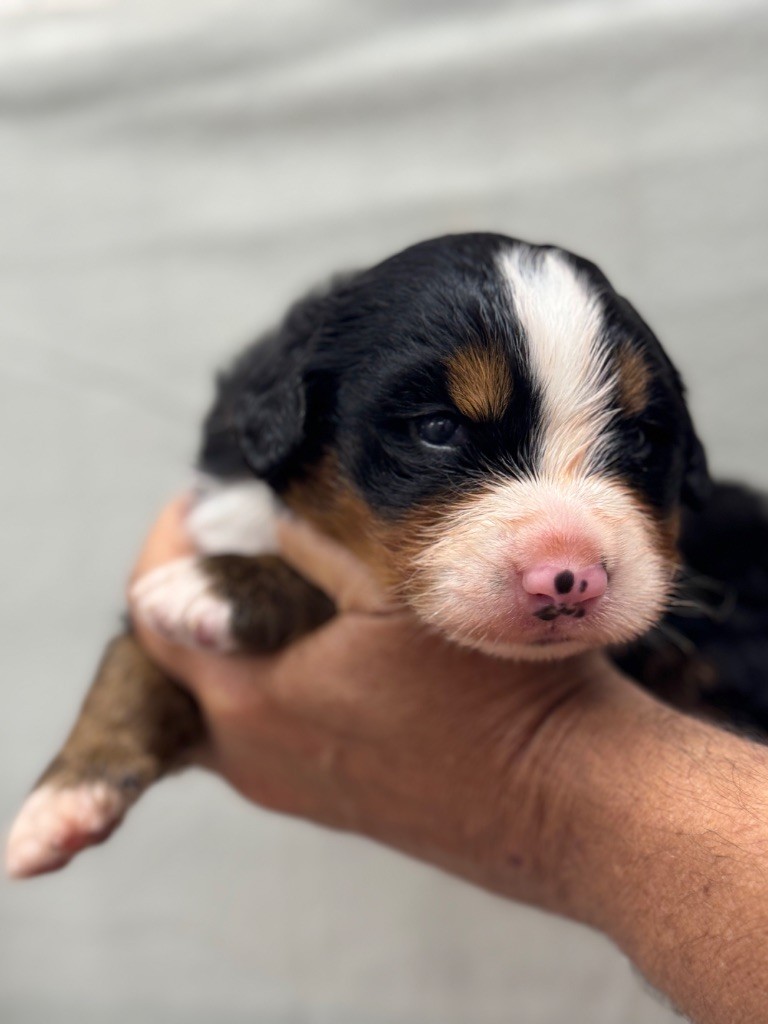 du berceau de bfamily - Chiots disponibles - Bouvier Bernois
