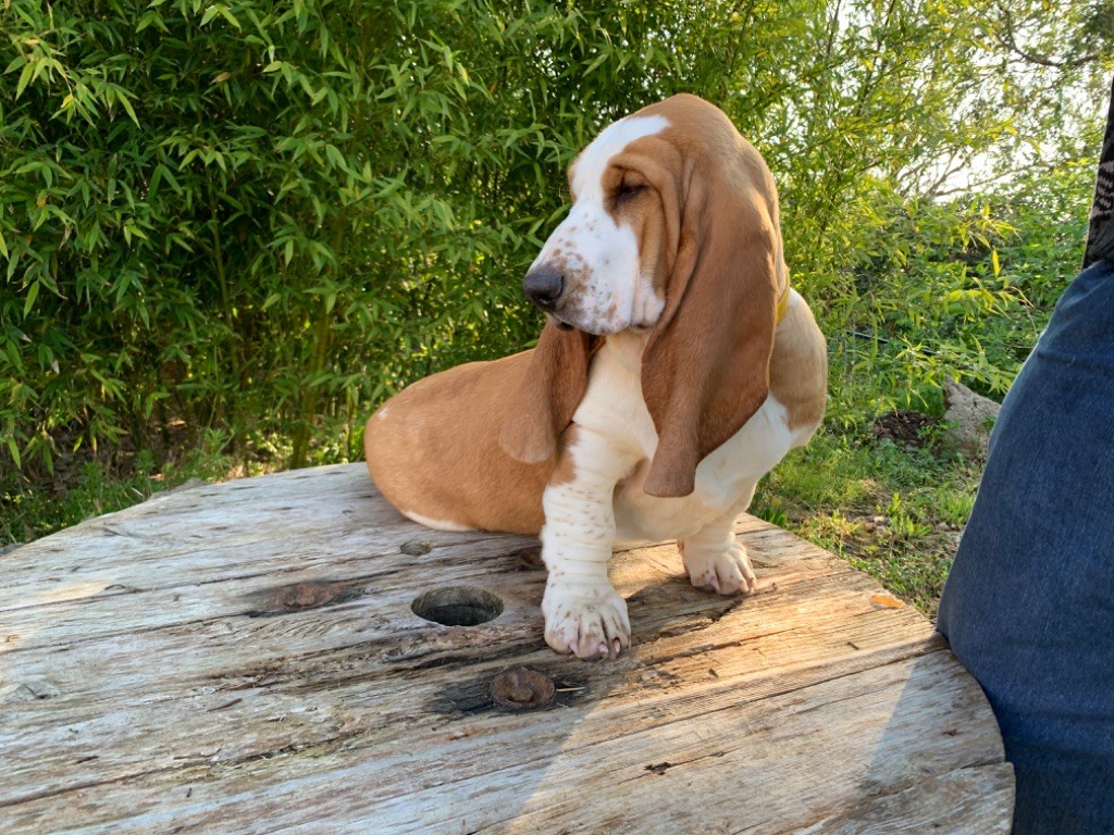 du berceau de bfamily - Basset Hound - Portée née le 27/11/2019