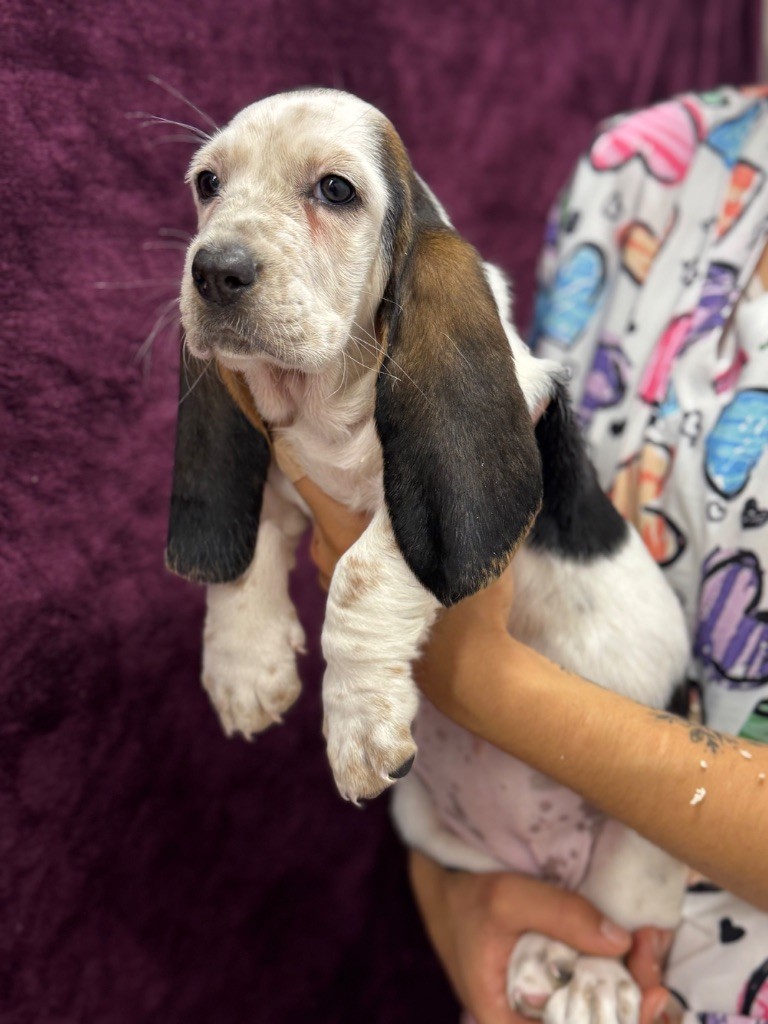 du berceau de bfamily - Chiots disponibles - Basset Hound