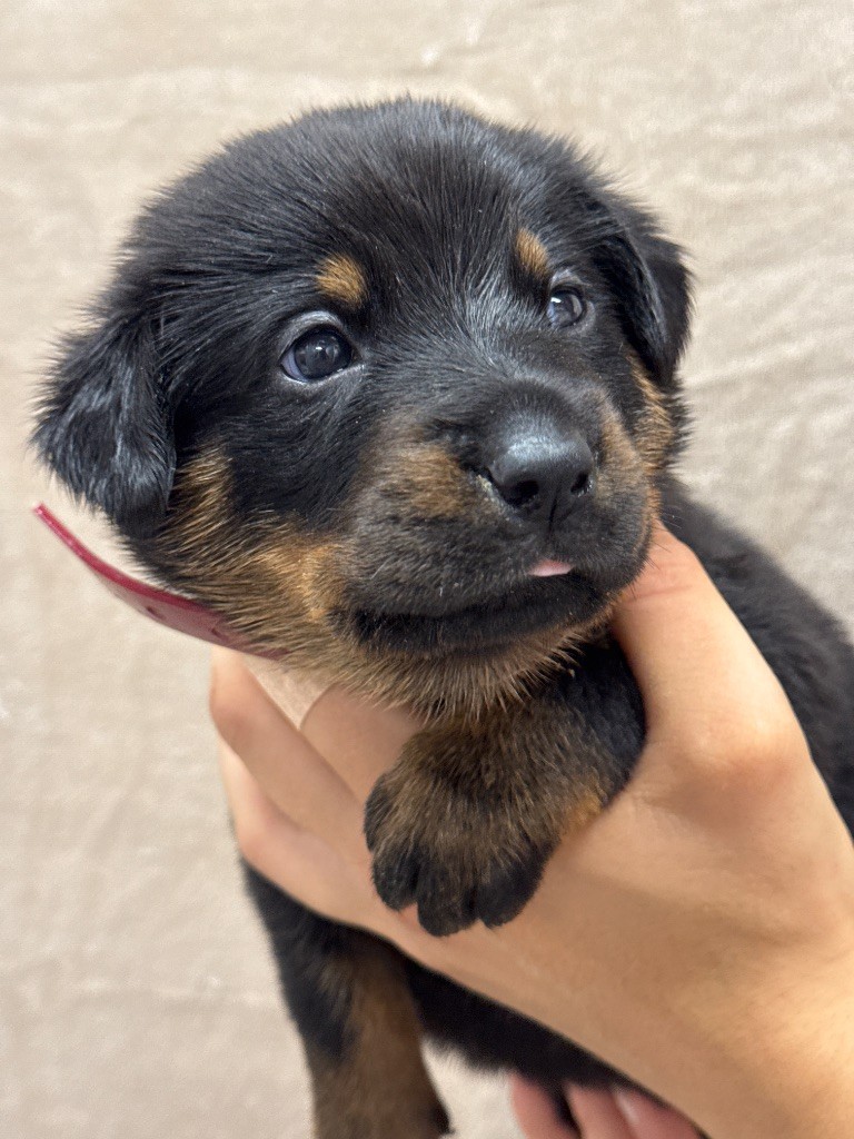 du berceau de bfamily - Chiots disponibles - Berger de Beauce