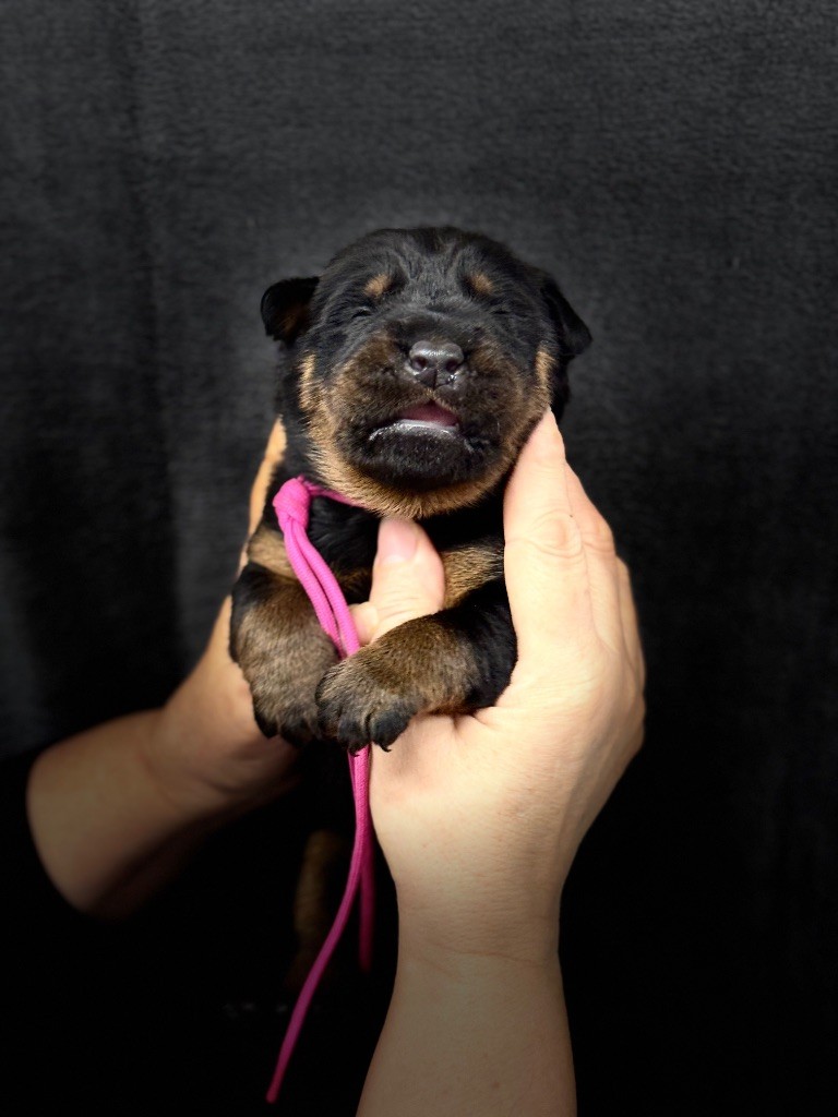 du berceau de bfamily - Chiots disponibles - Berger de Beauce