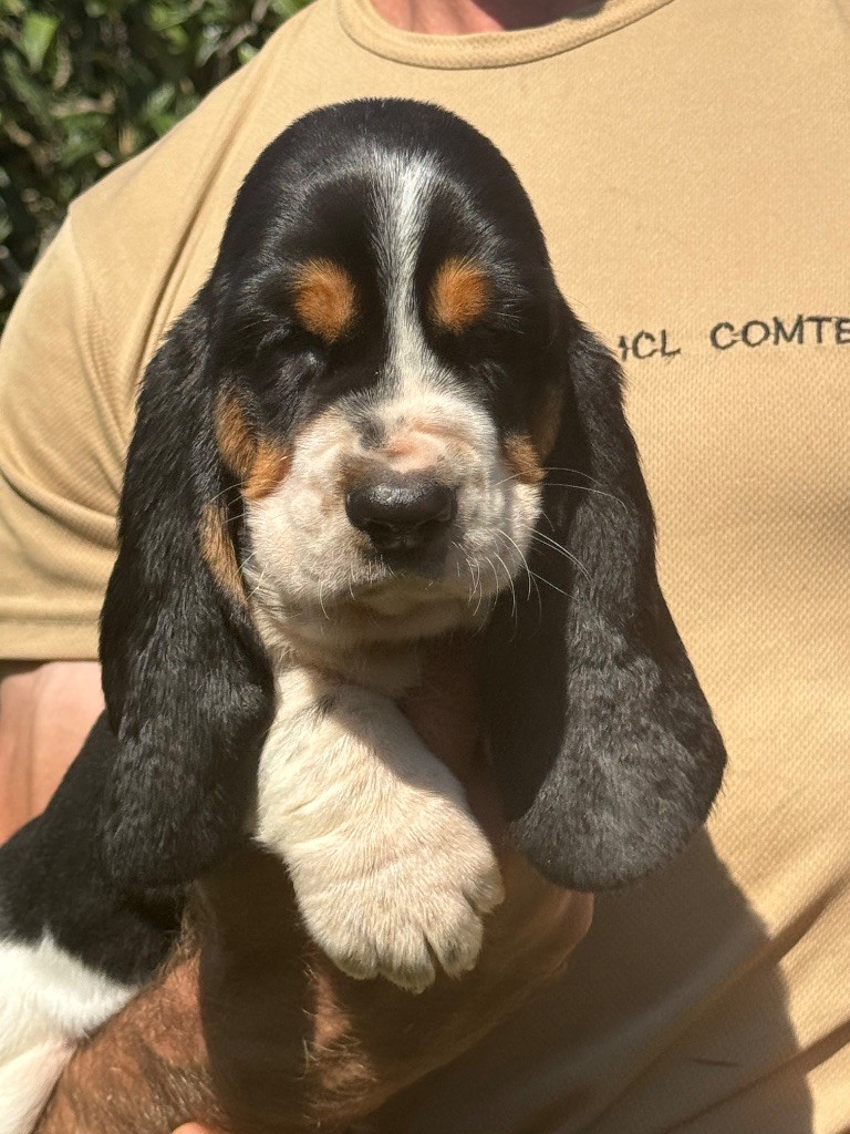 du berceau de bfamily - Chiots disponibles - Basset Hound