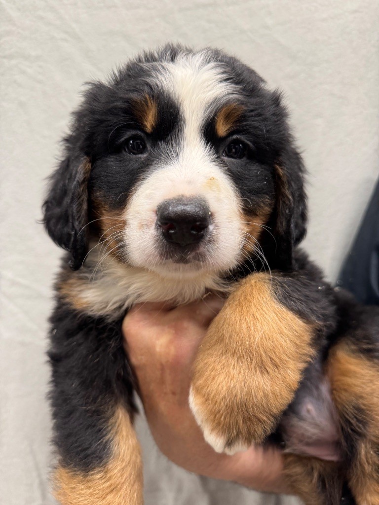 du berceau de bfamily - Chiots disponibles - Bouvier Bernois