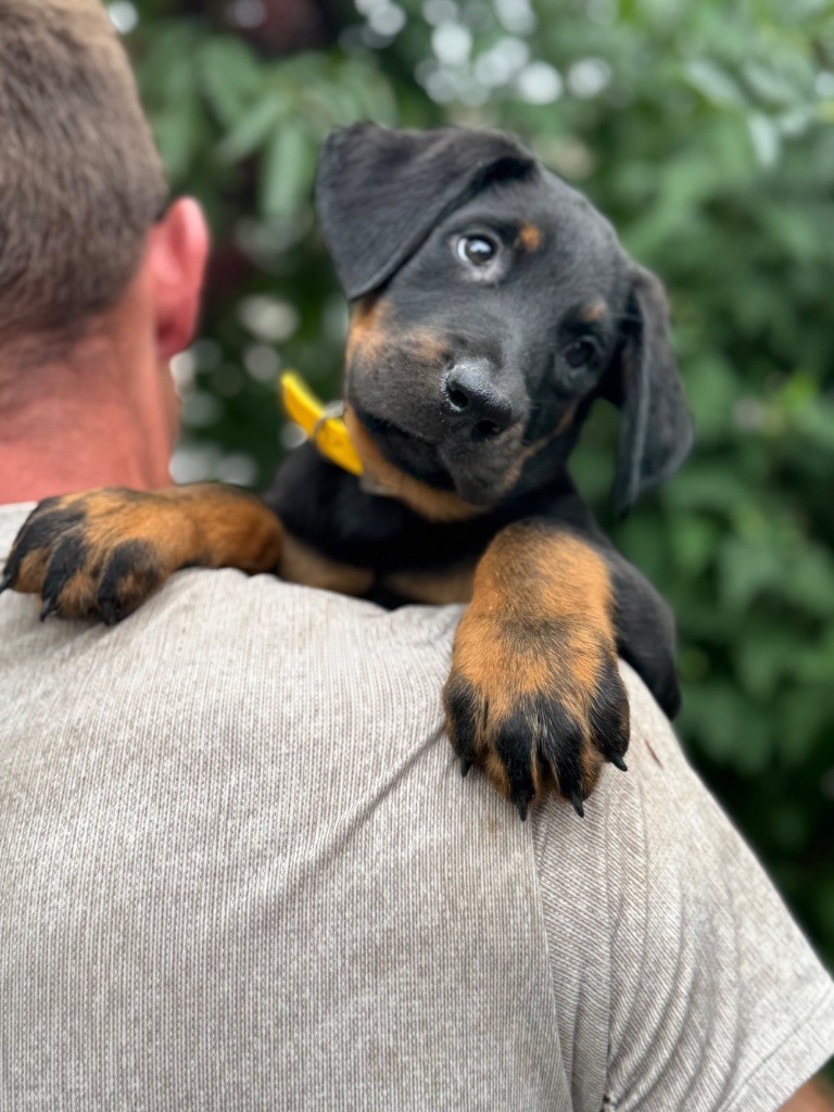 du berceau de bfamily - Chiots disponibles - Berger de Beauce