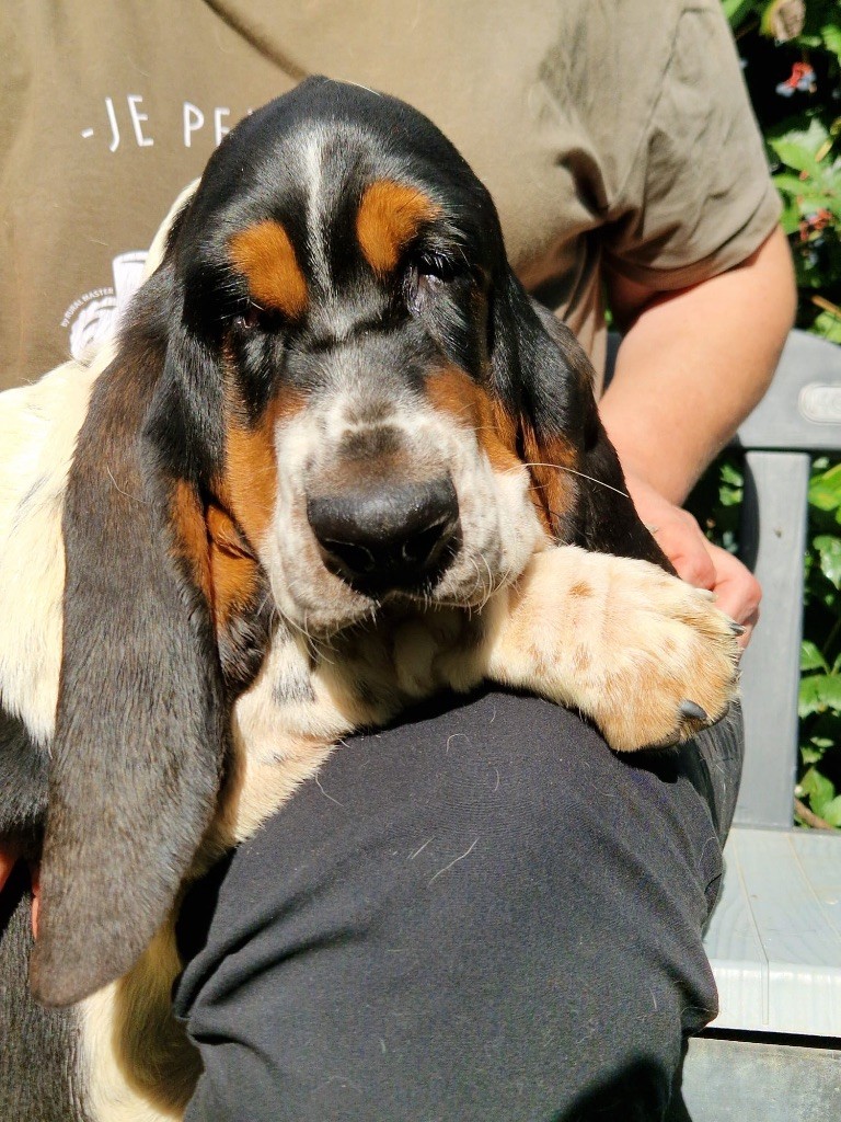 du berceau de bfamily - Chiots disponibles - Basset Hound