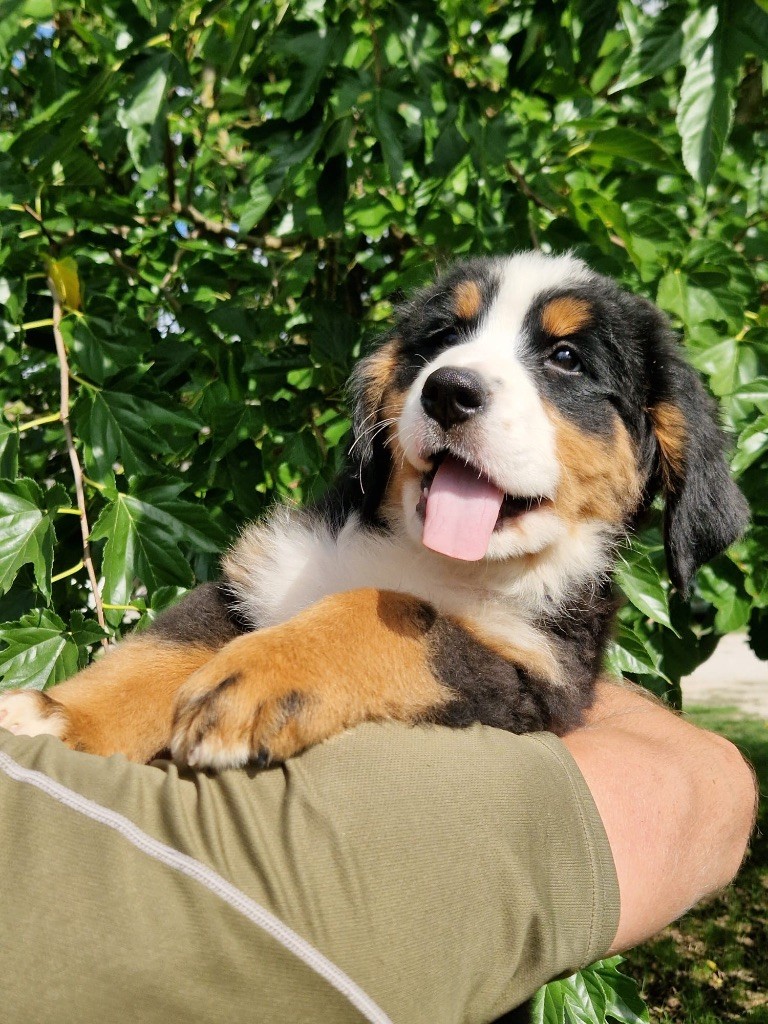 du berceau de bfamily - Chiots disponibles - Bouvier Bernois