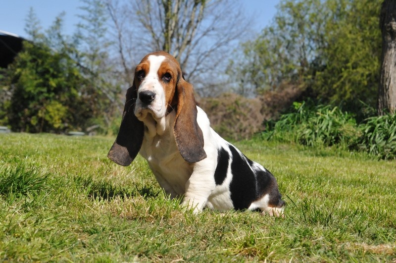 du berceau de bfamily - Basset Hound - Portée née le 06/01/2015