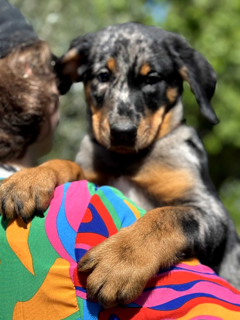 du berceau de bfamily - Chiots disponibles - Berger de Beauce