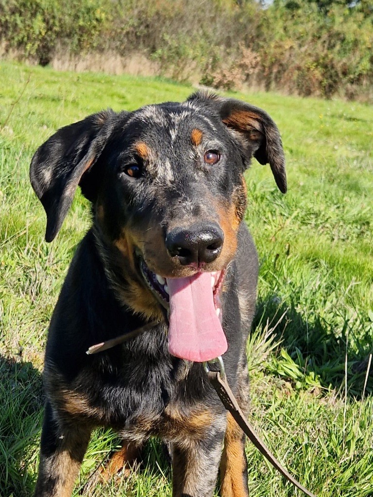 du berceau de bfamily - Chiots disponibles - Berger de Beauce