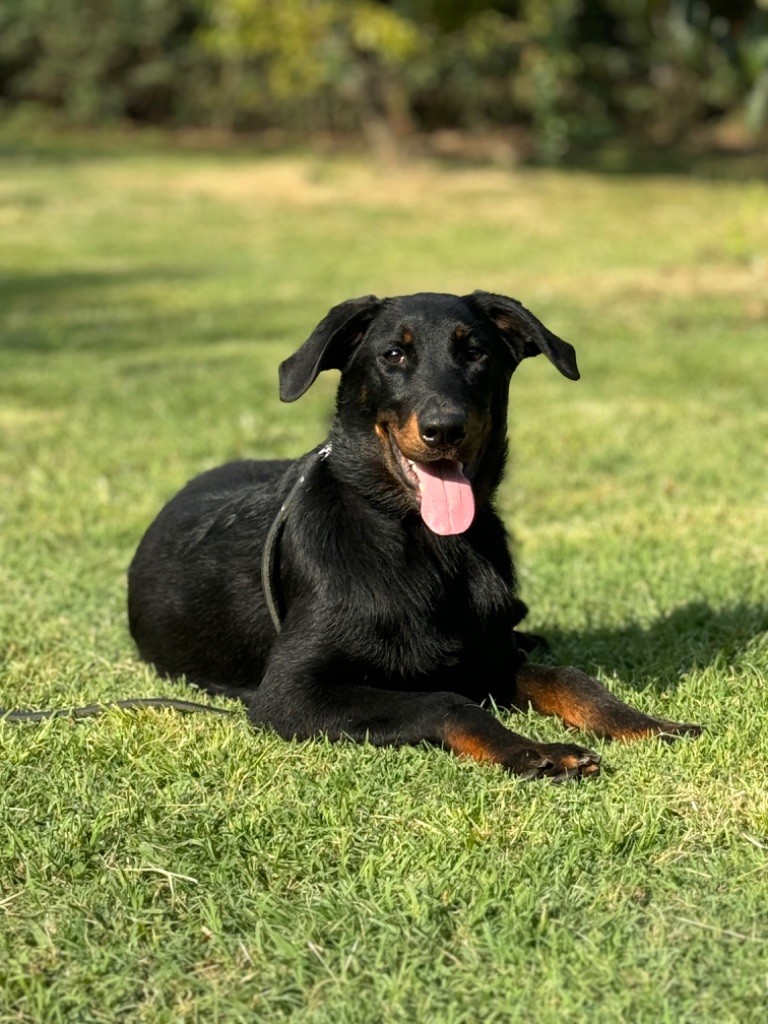 du berceau de bfamily - Chiots disponibles - Berger de Beauce