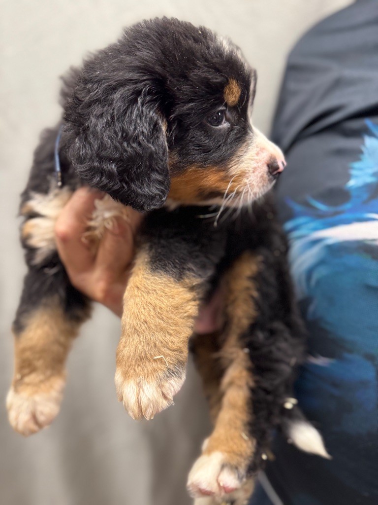 du berceau de bfamily - Bouvier Bernois - Portée née le 22/06/2025