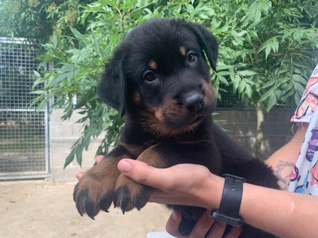 du berceau de bfamily - Berger de Beauce - Portée née le 22/04/2023