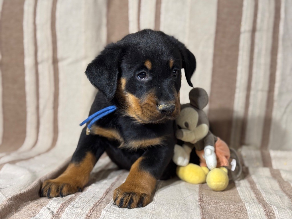 du berceau de bfamily - Chiots disponibles - Berger de Beauce