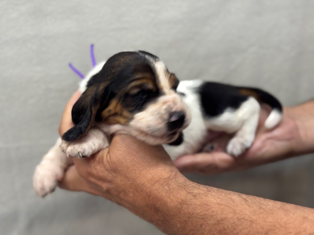 du berceau de bfamily - Chiots disponibles - Basset Hound