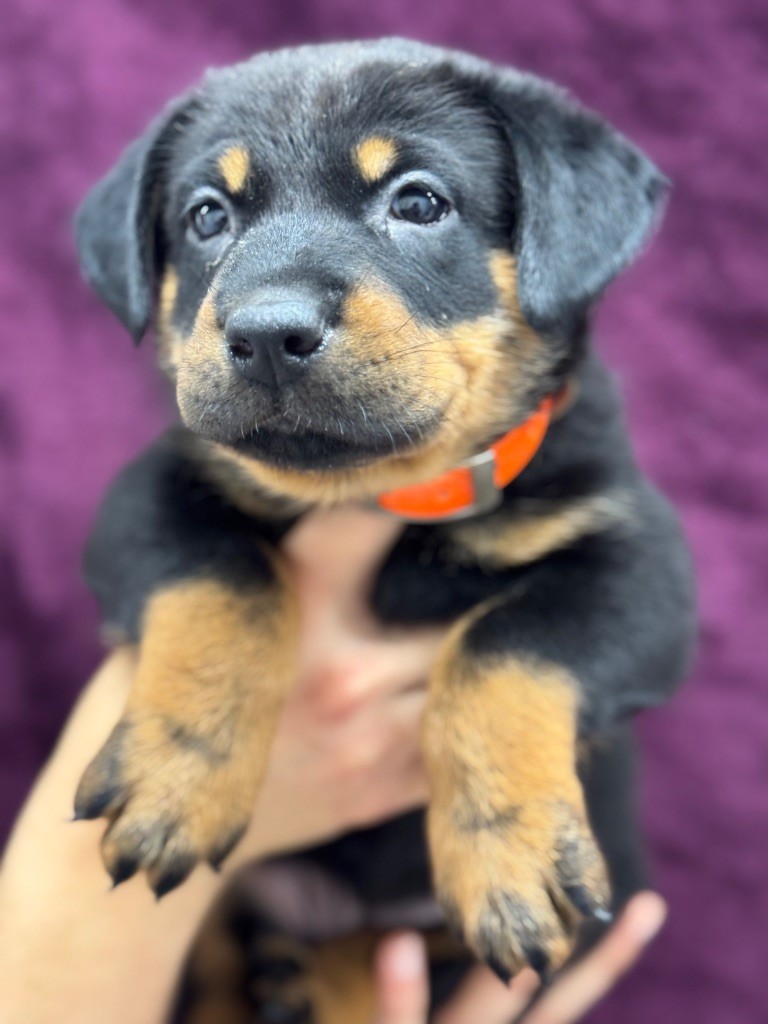 du berceau de bfamily - Chiots disponibles - Berger de Beauce
