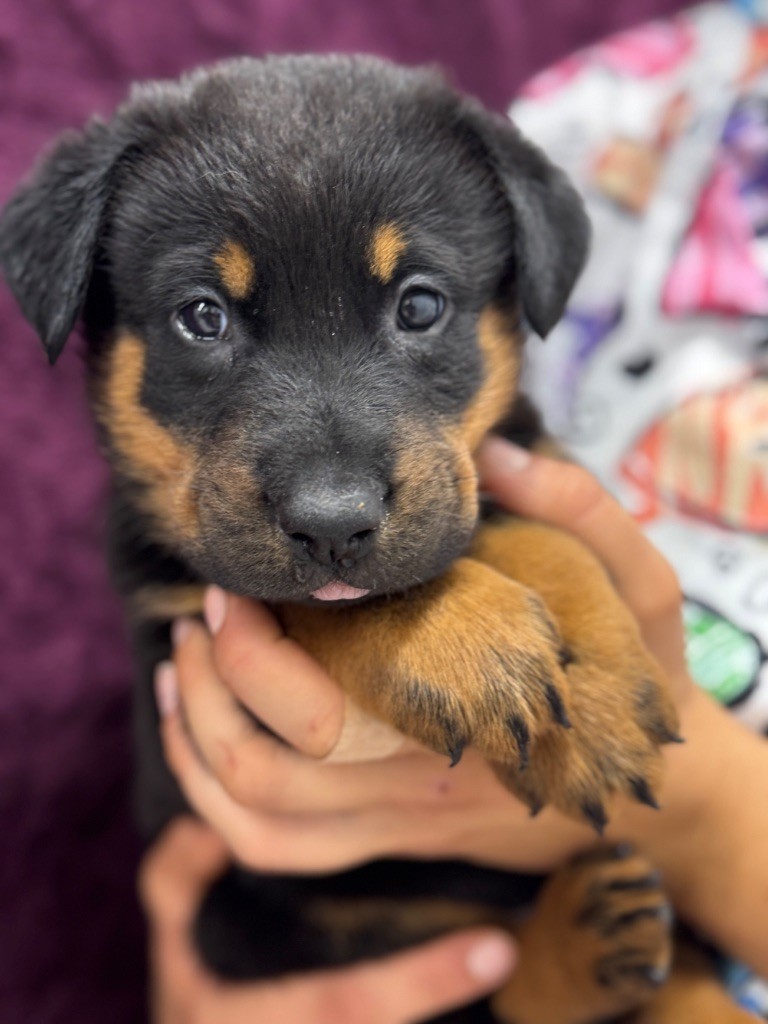 du berceau de bfamily - Chiots disponibles - Berger de Beauce