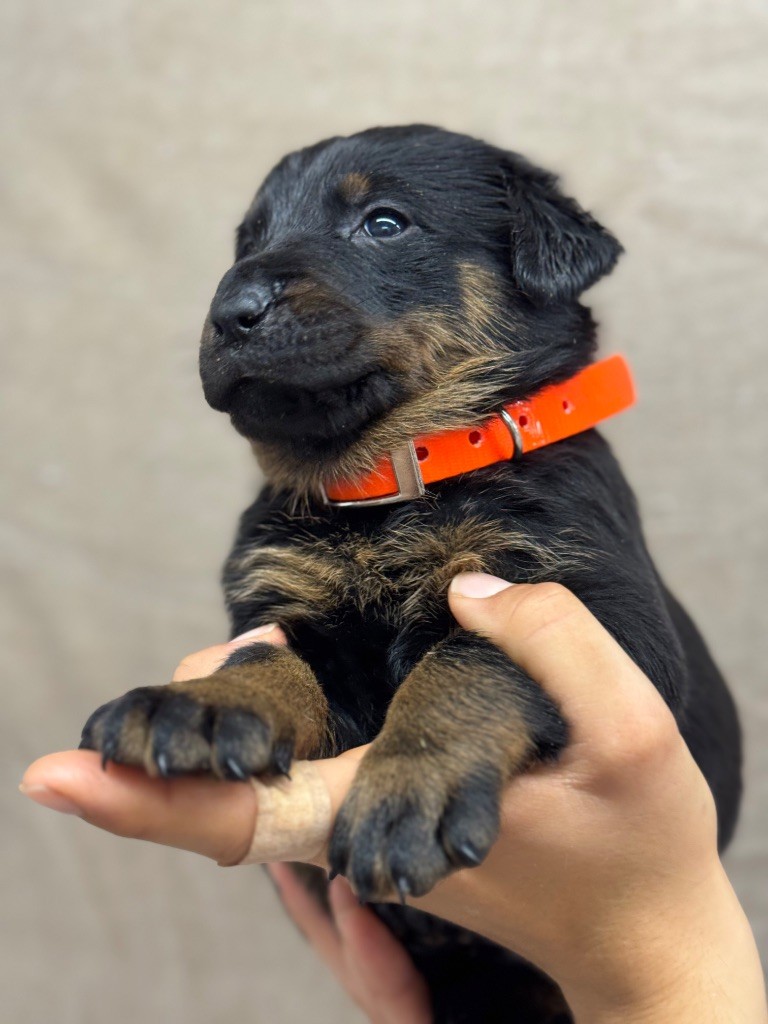 du berceau de bfamily - Chiots disponibles - Berger de Beauce