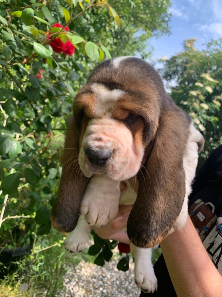 du berceau de bfamily - Basset Hound - Portée née le 03/04/2021