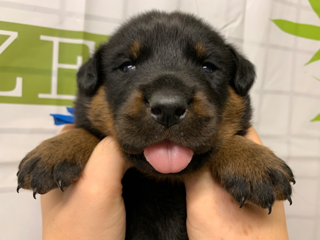 du berceau de bfamily - Berger de Beauce - Portée née le 18/09/2020