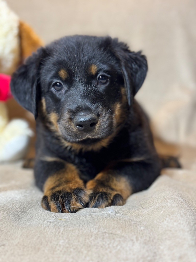 du berceau de bfamily - Berger de Beauce - Portée née le 19/10/2024