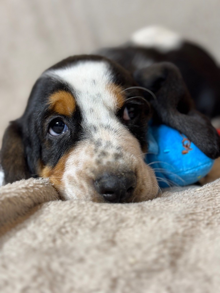 du berceau de bfamily - Basset Hound - Portée née le 09/01/2025