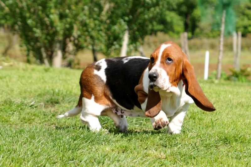 du berceau de bfamily - Basset Hound - Portée née le 29/01/2013