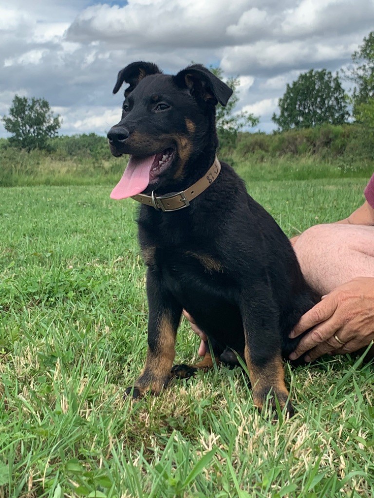 du berceau de bfamily - Berger de Beauce - Portée née le 18/03/2020