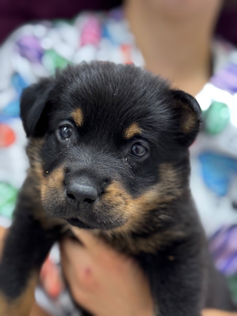 du berceau de bfamily - Chiots disponibles - Berger de Beauce