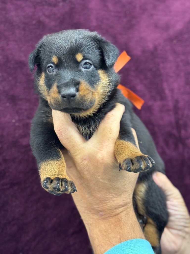 du berceau de bfamily - Chiots disponibles - Berger de Beauce