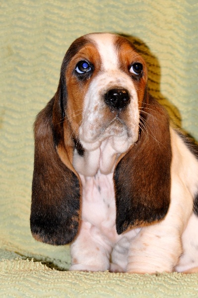 du berceau de bfamily - Basset Hound - Portée née le 21/09/2013