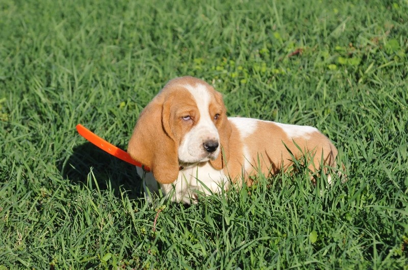 du berceau de bfamily - Basset Hound - Portée née le 22/08/2014