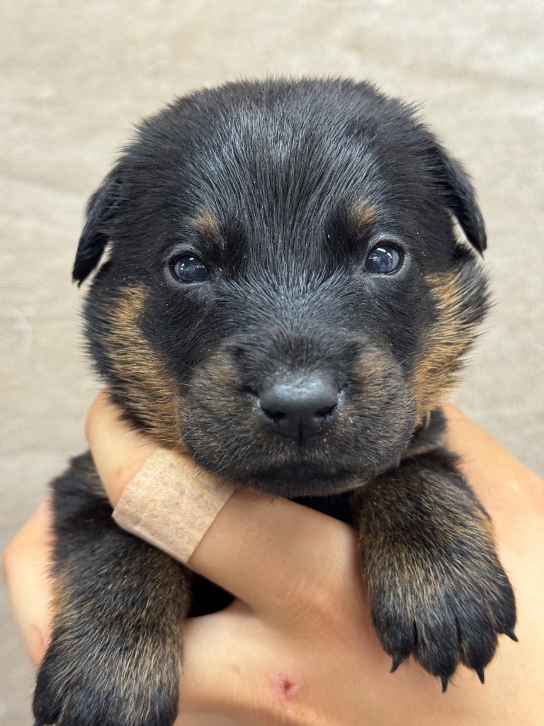 du berceau de bfamily - Chiots disponibles - Berger de Beauce