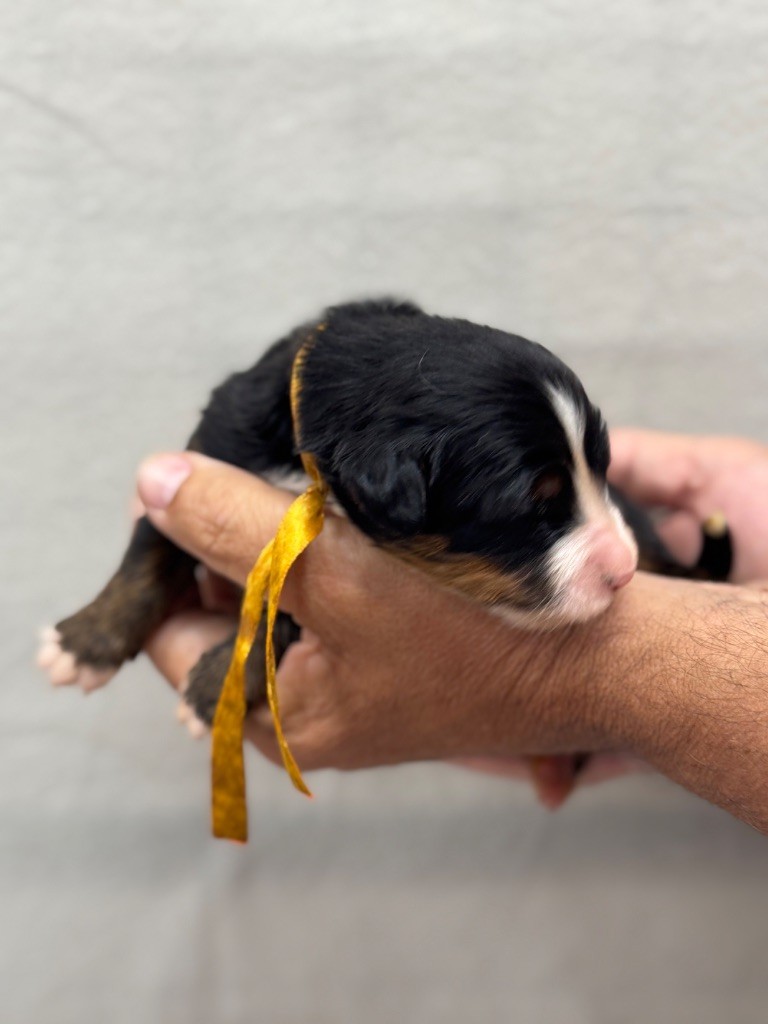 du berceau de bfamily - Chiots disponibles - Bouvier Bernois