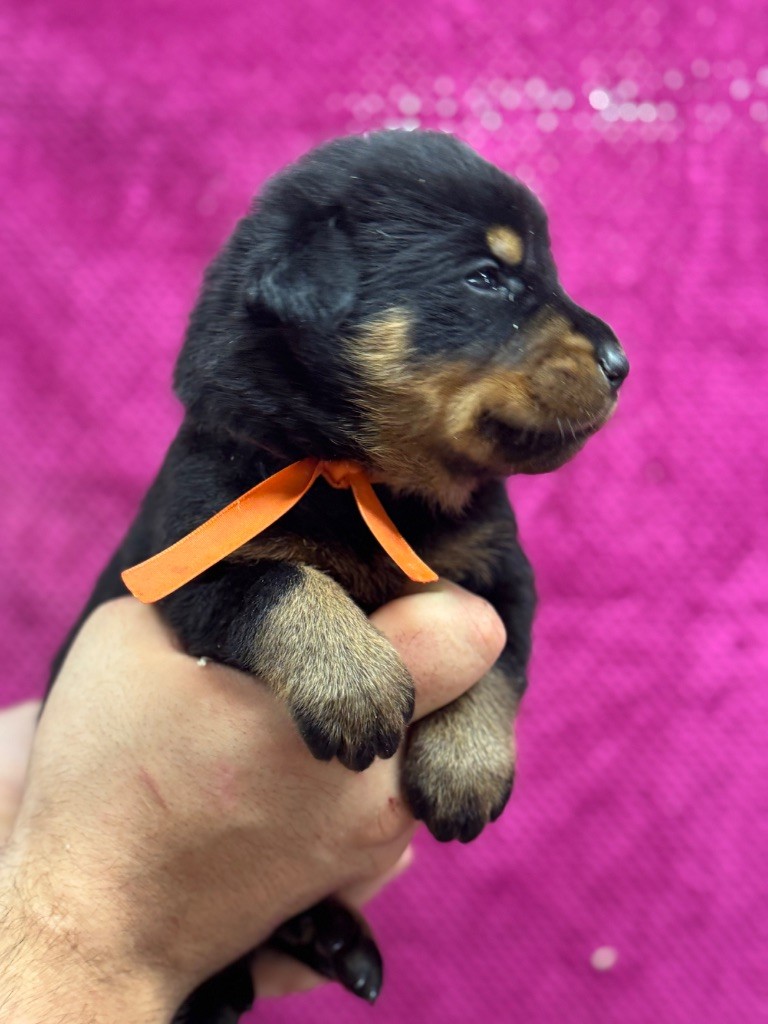 du berceau de bfamily - Chiots disponibles - Berger de Beauce