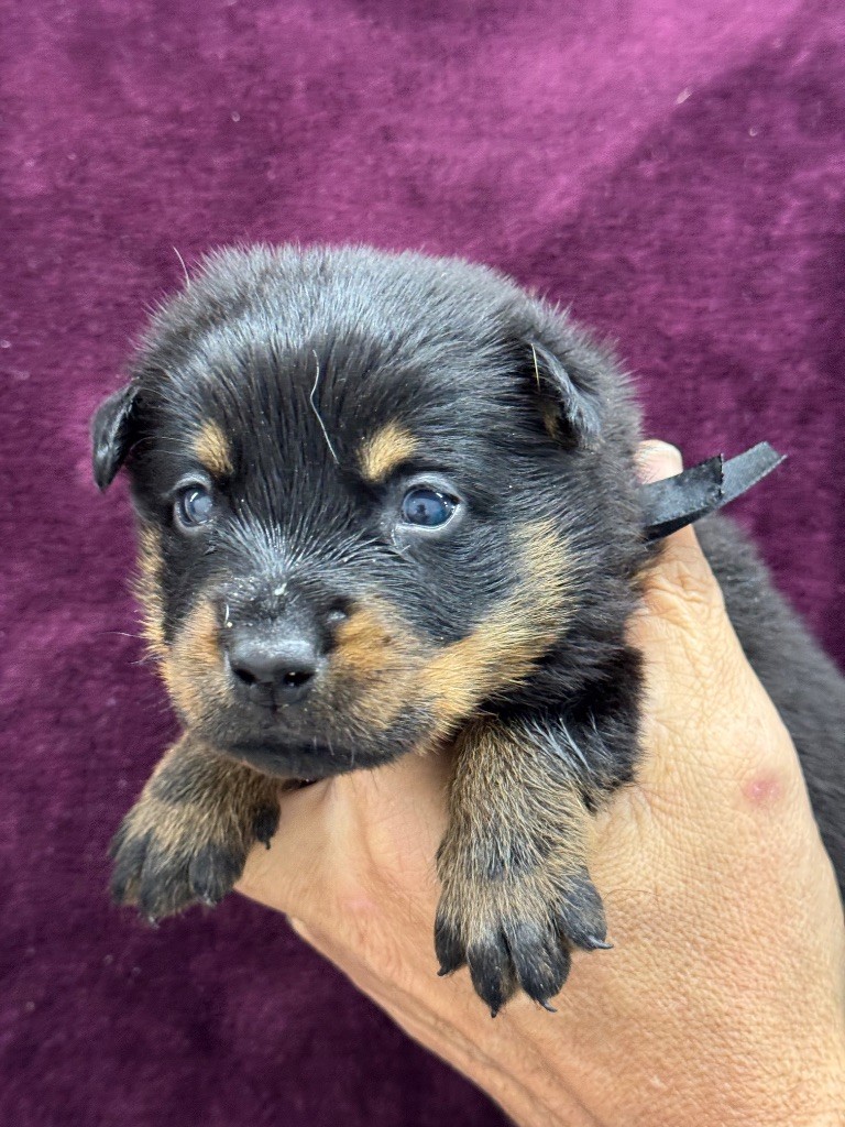 du berceau de bfamily - Chiots disponibles - Berger de Beauce