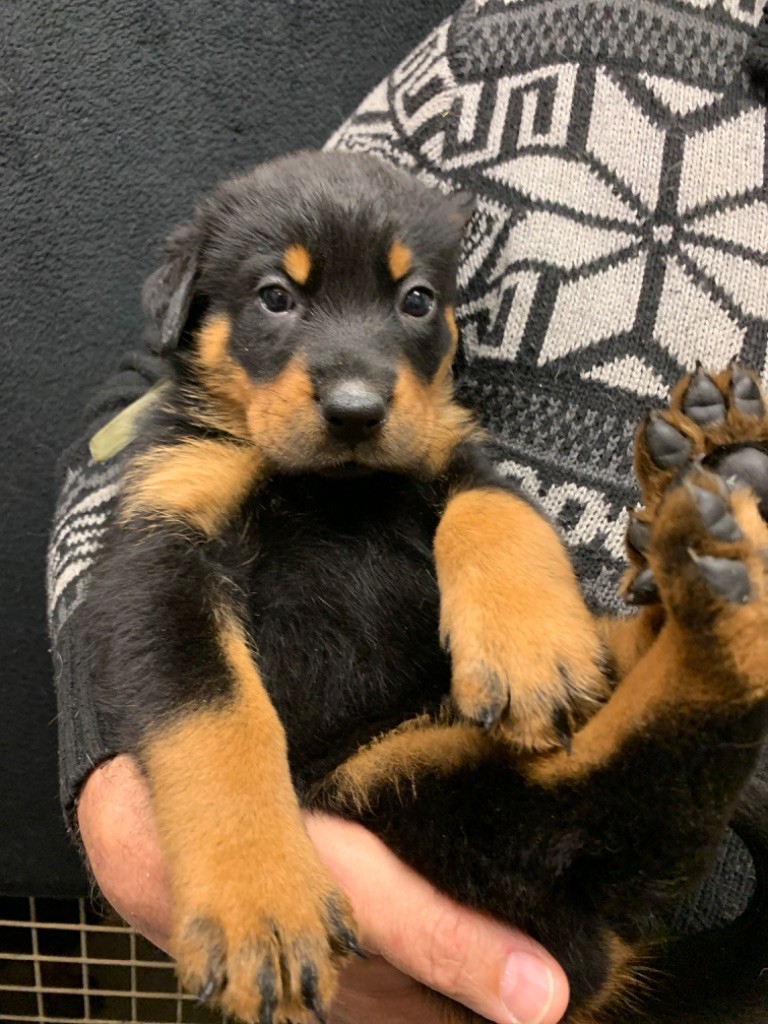 du berceau de bfamily - Berger de Beauce - Portée née le 26/02/2023