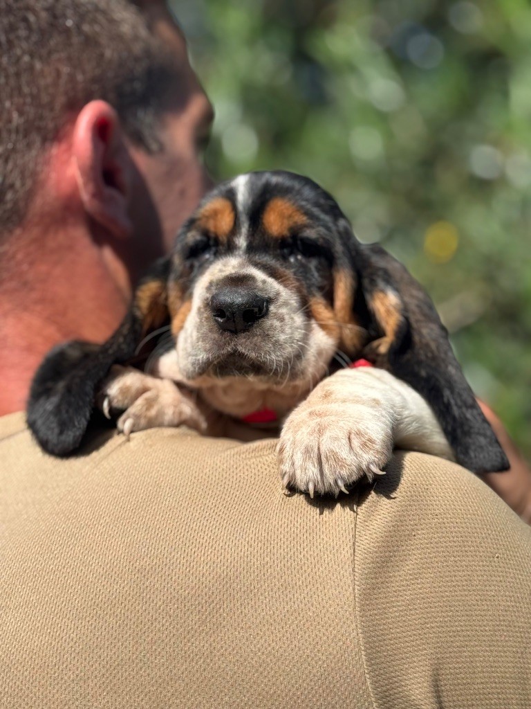 du berceau de bfamily - Chiots disponibles - Basset Hound