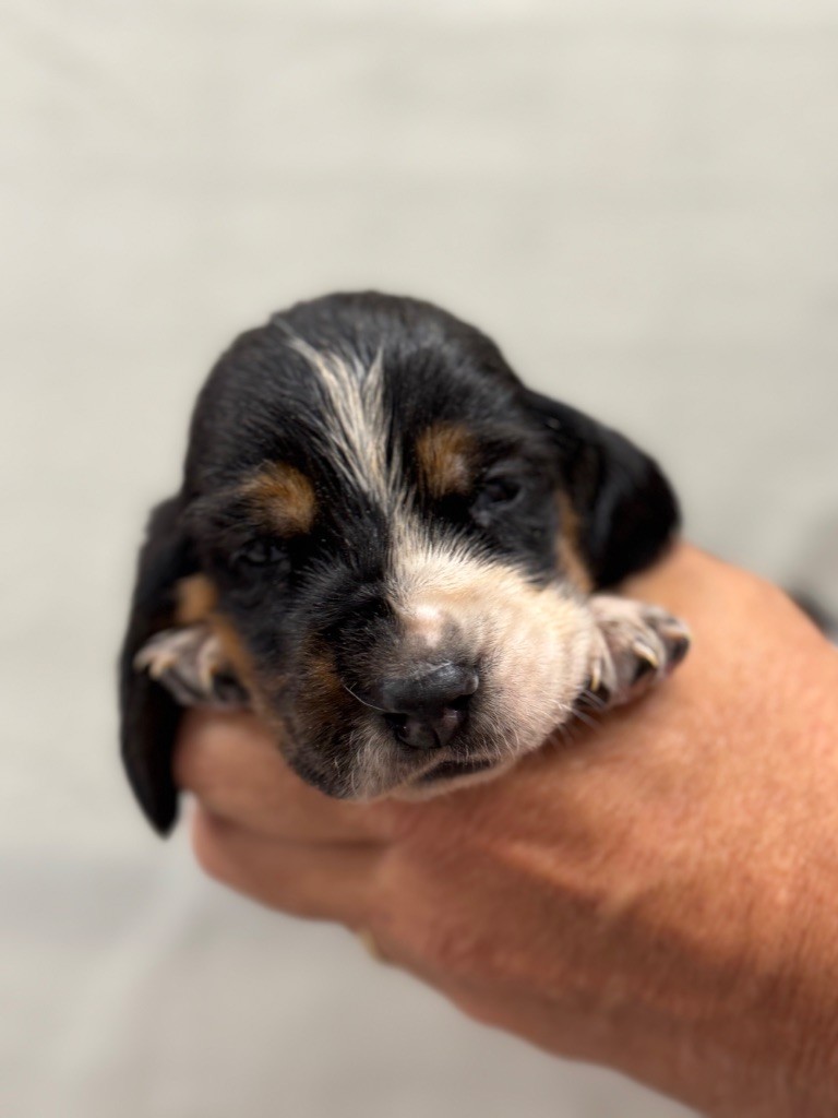 du berceau de bfamily - Chiots disponibles - Basset Hound