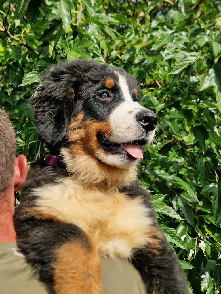 du berceau de bfamily - Chiots disponibles - Bouvier Bernois