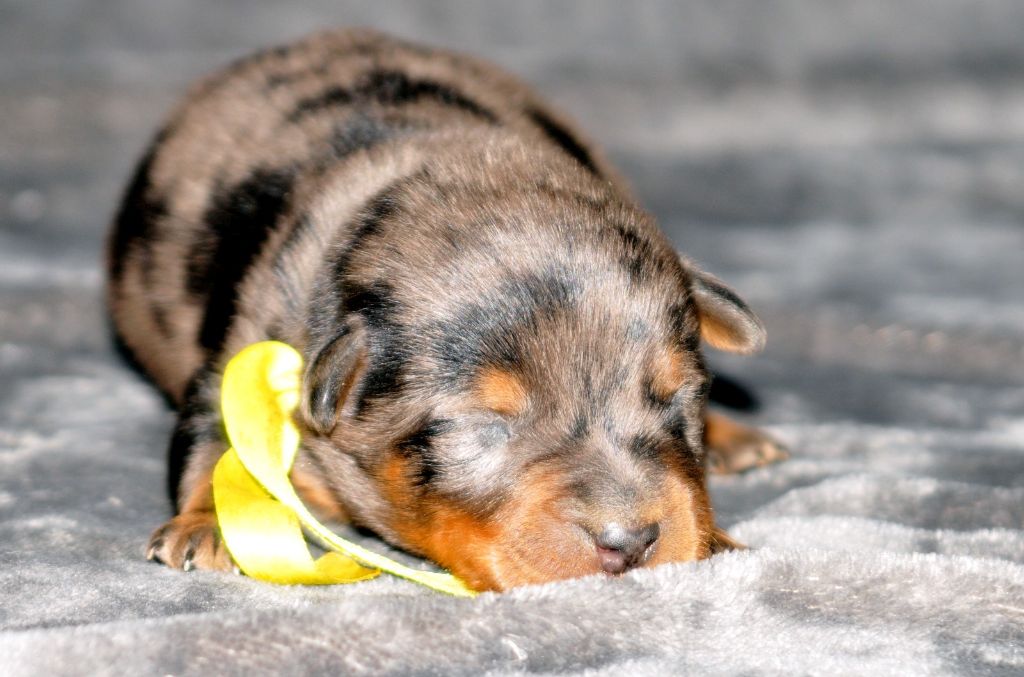 du berceau de bfamily - Berger de Beauce - Portée née le 14/11/2018