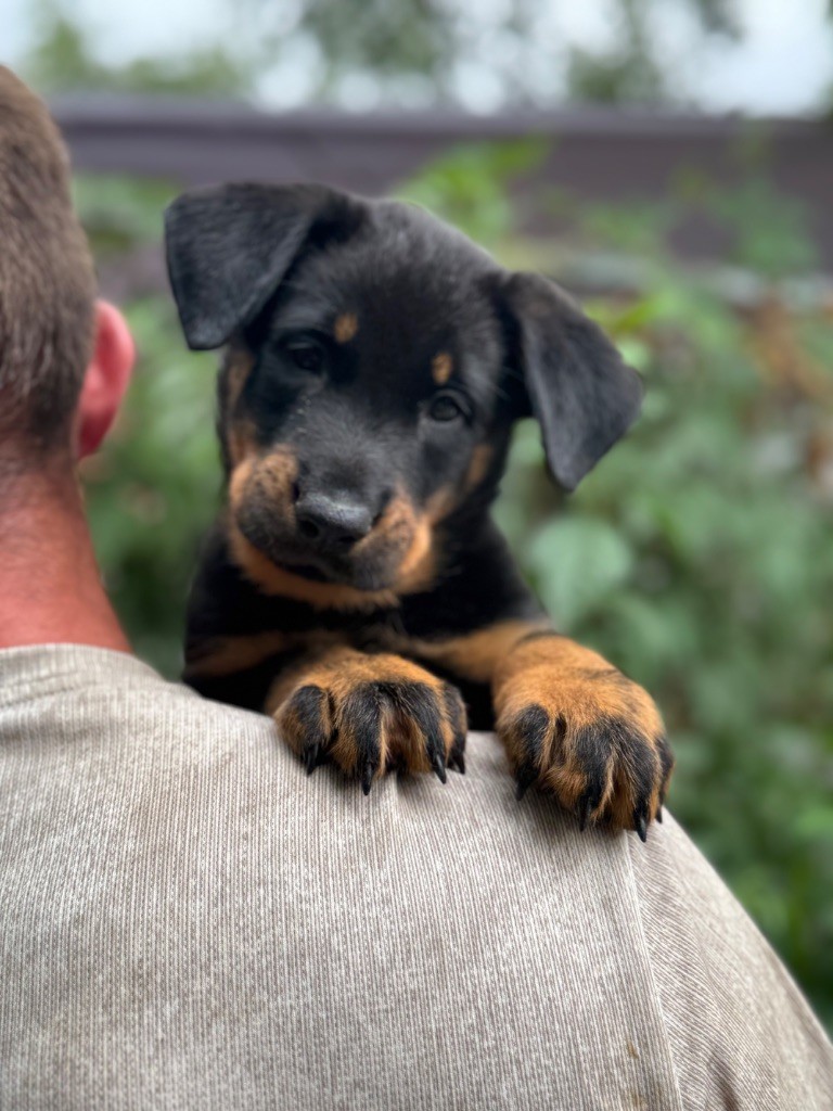 du berceau de bfamily - Chiots disponibles - Berger de Beauce