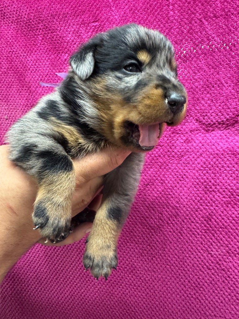 du berceau de bfamily - Chiots disponibles - Berger de Beauce