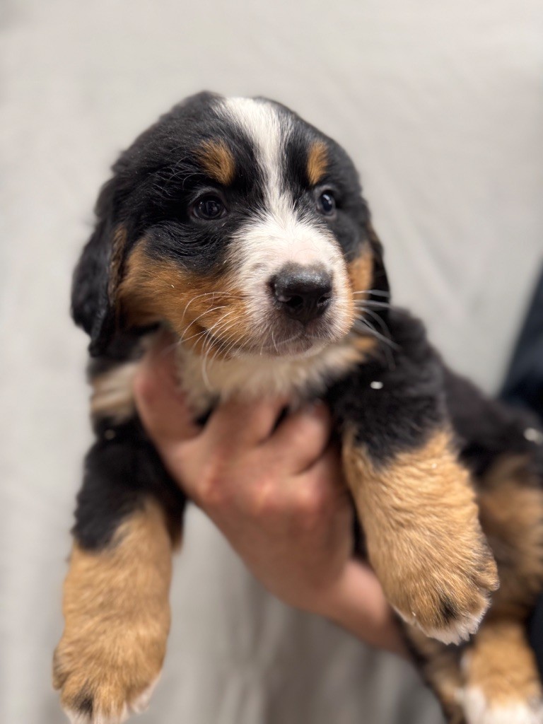 du berceau de bfamily - Chiots disponibles - Bouvier Bernois