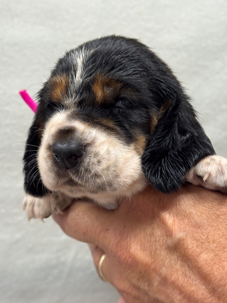 du berceau de bfamily - Chiots disponibles - Basset Hound