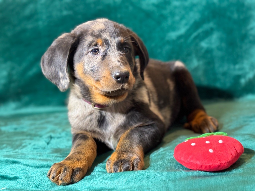 du berceau de bfamily - Chiots disponibles - Berger de Beauce